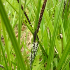 Carex gaudichaudiana at Rendezvous Creek, ACT - 6 Nov 2022