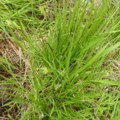 Carex gaudichaudiana at Rendezvous Creek, ACT - 6 Nov 2022 02:01 PM