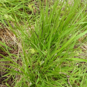Carex gaudichaudiana at Rendezvous Creek, ACT - 6 Nov 2022