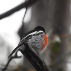 Petroica boodang (Scarlet Robin) at Rendezvous Creek, ACT - 6 Nov 2022 by HelenCross