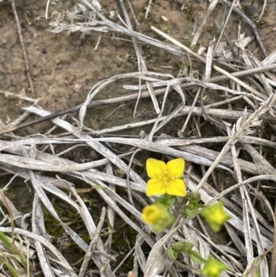 Cicendia quadrangularis (Oregon Timwort) at Collector, NSW - 6 Nov 2022 by JaneR