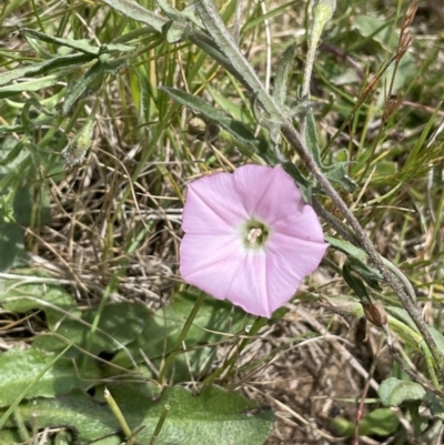 Convolvulus angustissimus (Pink Bindweed) at Collector, NSW - 6 Nov 2022 by JaneR