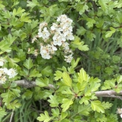 Crataegus monogyna (Hawthorn) at Collector, NSW - 6 Nov 2022 by JaneR