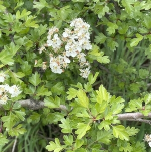 Crataegus monogyna at Collector, NSW - 6 Nov 2022