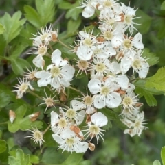 Crataegus monogyna at Collector, NSW - 6 Nov 2022