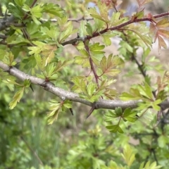 Crataegus monogyna at Collector, NSW - 6 Nov 2022