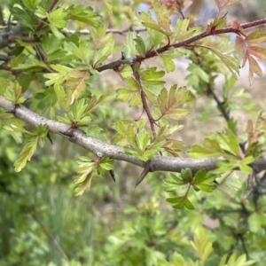 Crataegus monogyna at Collector, NSW - 6 Nov 2022