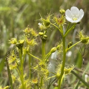 Drosera gunniana at Collector, NSW - 6 Nov 2022 01:03 PM