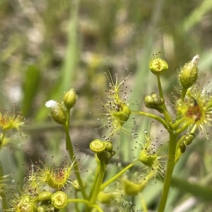 Drosera gunniana at Collector, NSW - 6 Nov 2022 01:03 PM