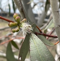 Eucalyptus pauciflora subsp. pauciflora (White Sally, Snow Gum) at Collector, NSW - 6 Nov 2022 by JaneR