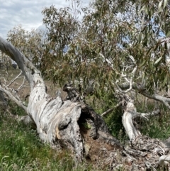 Eucalyptus pauciflora subsp. pauciflora at Collector, NSW - 6 Nov 2022
