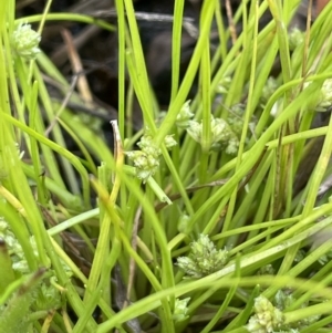 Isolepis gaudichaudiana at Collector, NSW - 6 Nov 2022 02:07 PM