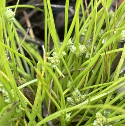 Isolepis gaudichaudiana (Benambra Club-sedge) at Collector, NSW - 6 Nov 2022 by JaneR