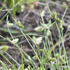 Isolepis levynsiana (Tiny Flat-sedge) at Collector, NSW - 6 Nov 2022 by JaneR