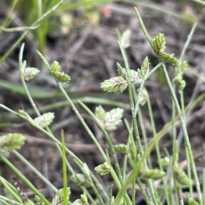 Isolepis levynsiana (Tiny Flat-sedge) at Collector, NSW - 6 Nov 2022 by JaneR