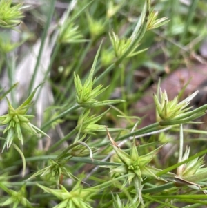 Juncus capitatus at Collector, NSW - 6 Nov 2022 03:16 PM