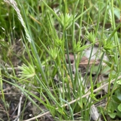 Juncus capitatus at Collector, NSW - 6 Nov 2022