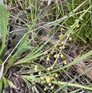 Lomandra filiformis subsp. coriacea at Collector, NSW - 6 Nov 2022