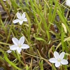 Montia australasica (White Purslane) at Collector, NSW - 6 Nov 2022 by JaneR