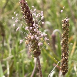 Plantago coronopus at Collector, NSW - 6 Nov 2022 02:00 PM