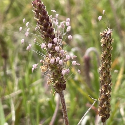 Plantago coronopus (Buck's-Horn Plantain) at Collector, NSW - 6 Nov 2022 by JaneR