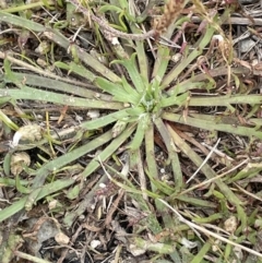 Plantago coronopus at Collector, NSW - 6 Nov 2022 02:00 PM