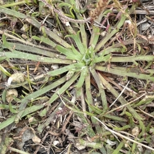 Plantago coronopus at Collector, NSW - 6 Nov 2022 02:00 PM