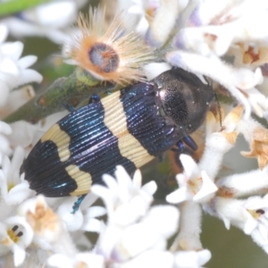 Castiarina bifasciata at Tianjara, NSW - 4 Nov 2022 01:09 PM