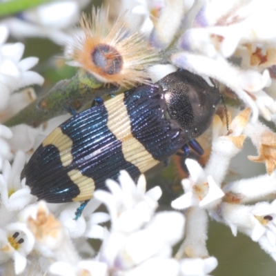 Castiarina bifasciata (Jewel beetle) at Jerrawangala National Park - 4 Nov 2022 by Harrisi