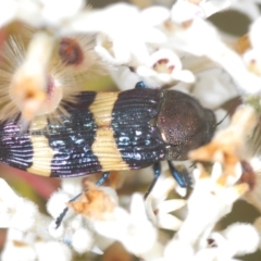 Castiarina bifasciata at Tianjara, NSW - 4 Nov 2022