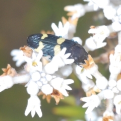 Castiarina bifasciata at Tianjara, NSW - 4 Nov 2022 01:09 PM