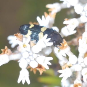 Castiarina bifasciata at Tianjara, NSW - 4 Nov 2022 01:09 PM