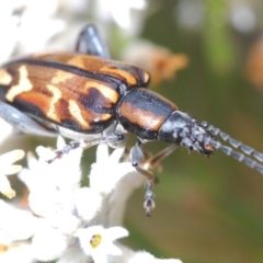 Mecynodera coxalgica (Leaf beetle) at Jerrawangala National Park - 4 Nov 2022 by Harrisi