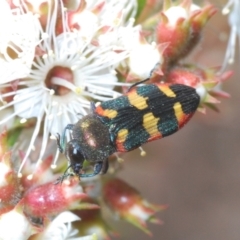 Castiarina sexplagiata (Jewel beetle) at Morton National Park - 5 Nov 2022 by Harrisi