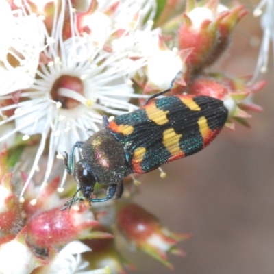 Castiarina sexplagiata (Jewel beetle) at Morton National Park - 5 Nov 2022 by Harrisi