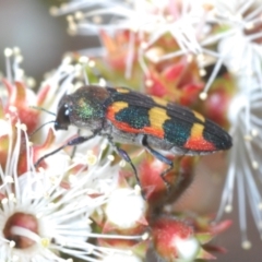 Castiarina sexplagiata at Moollattoo, NSW - 5 Nov 2022