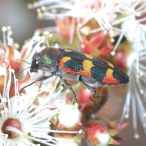 Castiarina sexplagiata at Moollattoo, NSW - 5 Nov 2022