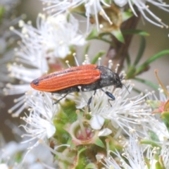 Castiarina erythroptera (Lycid Mimic Jewel Beetle) at Moollattoo, NSW - 5 Nov 2022 by Harrisi