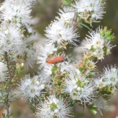 Castiarina erythroptera at Moollattoo, NSW - 5 Nov 2022