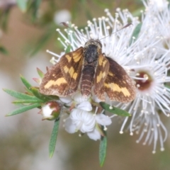 Unverified Skipper (Hesperiidae) at Moollattoo, NSW - 5 Nov 2022 by Harrisi