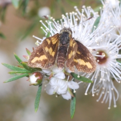 Unidentified Skipper (Hesperiidae) at Moollattoo, NSW - 5 Nov 2022 by Harrisi