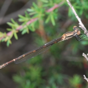 Austrolestes leda at Kangaroo Valley, NSW - 5 Nov 2022