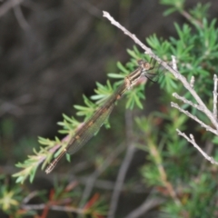 Austrolestes leda at Kangaroo Valley, NSW - 5 Nov 2022