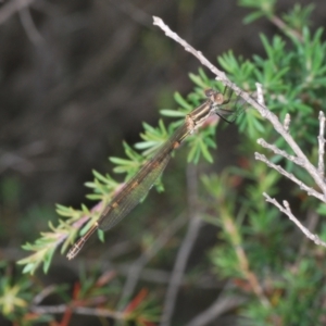 Austrolestes leda at Kangaroo Valley, NSW - 5 Nov 2022