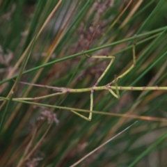 Ctenomorpha marginipennis (Margin-winged stick insect) at Alpine - 18 Oct 2022 by JanHartog