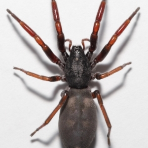 Lampona cylindrata at Evatt, ACT - 5 Nov 2022