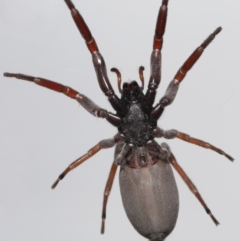 Lampona cylindrata at Evatt, ACT - 5 Nov 2022