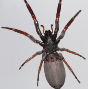 Lampona cylindrata at Evatt, ACT - 5 Nov 2022