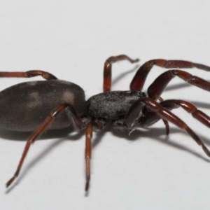 Lampona cylindrata at Evatt, ACT - 5 Nov 2022