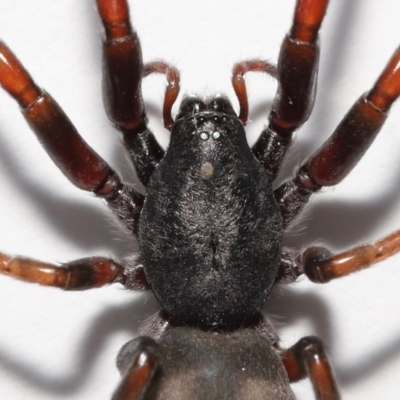 Lampona cylindrata (White-tailed Spider) at Evatt, ACT - 5 Nov 2022 by TimL